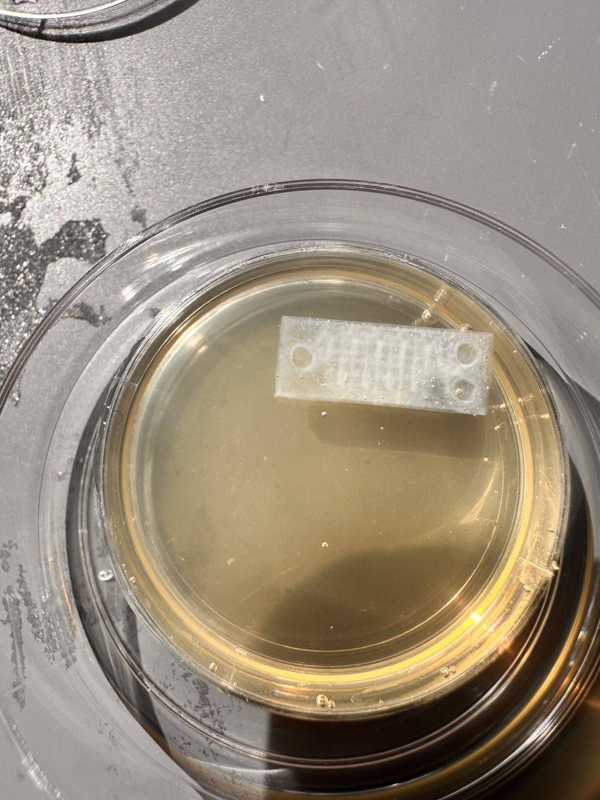 A printed structure intact after incubation, submerged in growth media