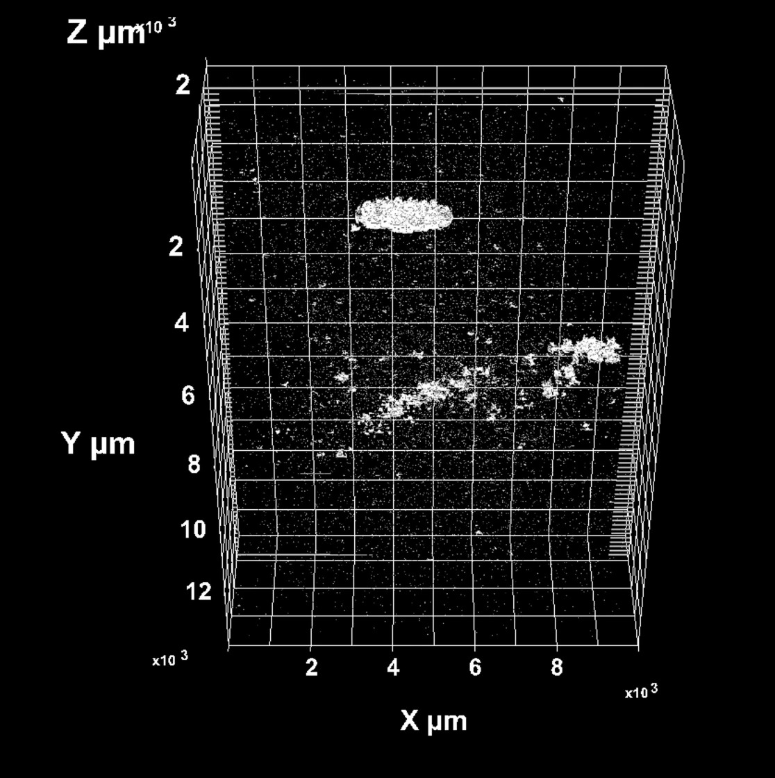 RoboMet 3D reconstruction of the boxed region: white pore shapes on a black grid.